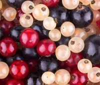 Image showing a variety of currants