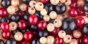 Image showing a variety of currants