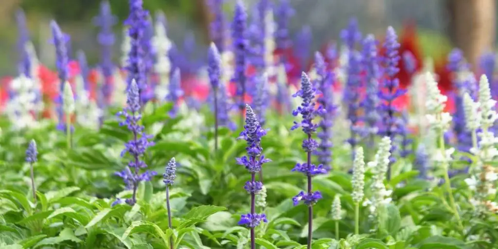 chia seeds come from the salvia hispanic plant which have purple flowers.
