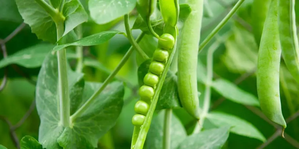 Pea protein plant milk has a good amount of protein. Yogurts made from this milk can work well as a replacement for yogurt in smoothies.