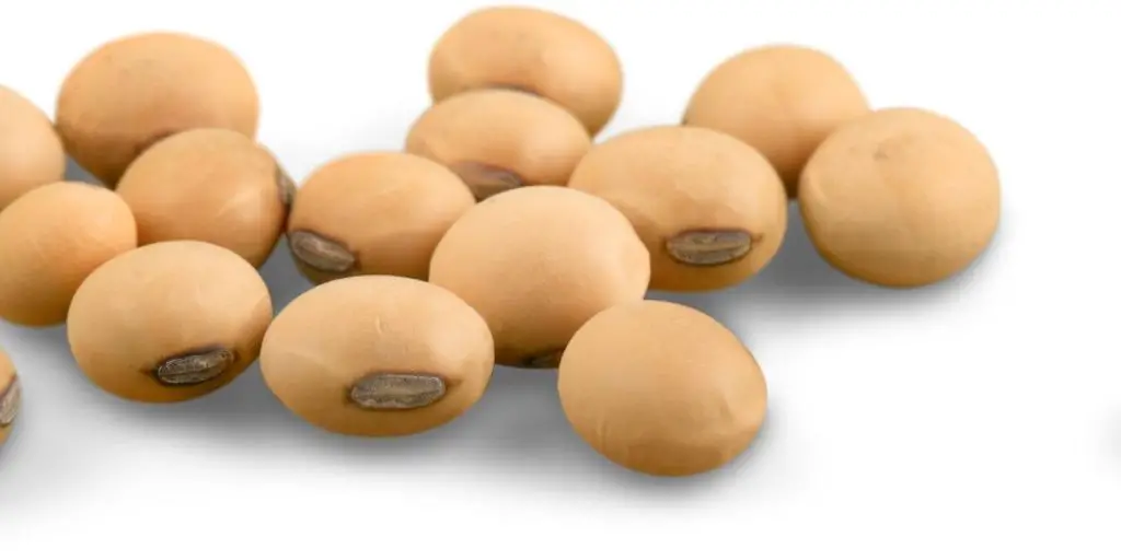 Soy beans. Soy beans also have a good amount of protein and soy yogurt or soy milk can help make your smoothie protein content more plentiful.
