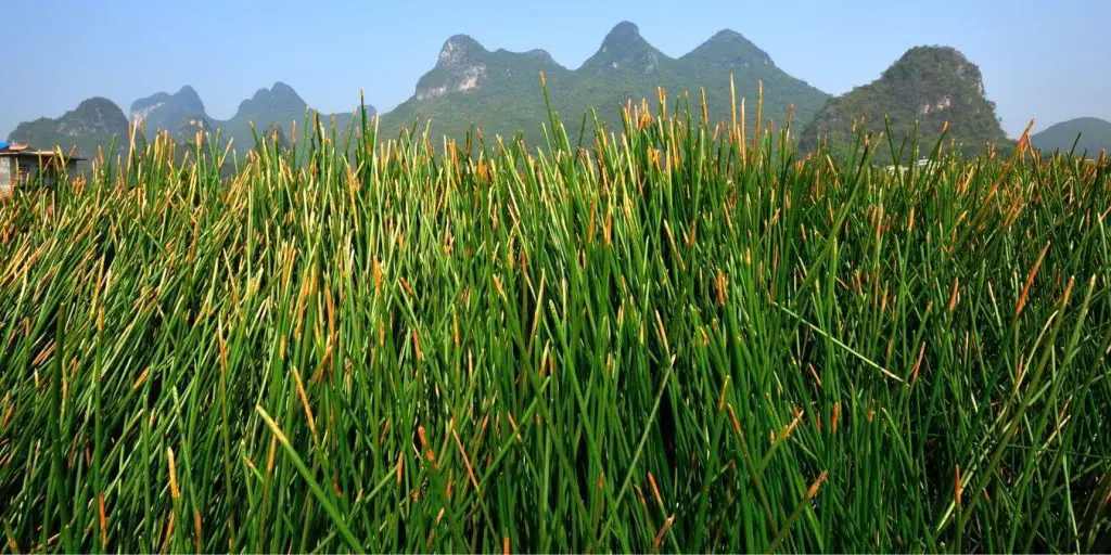 water chestnuts grow tall stems