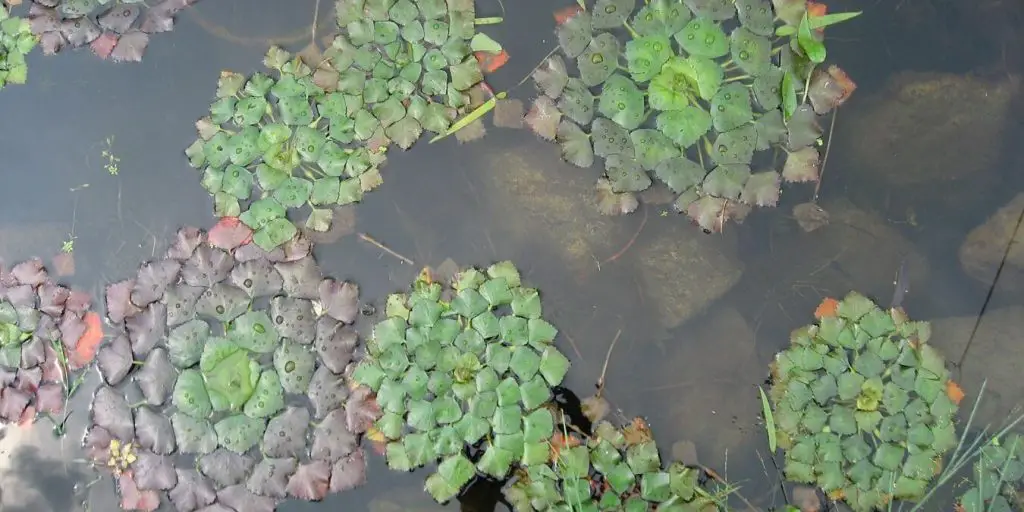 Image of water chestnuts growing. They are an aquatic tuber.